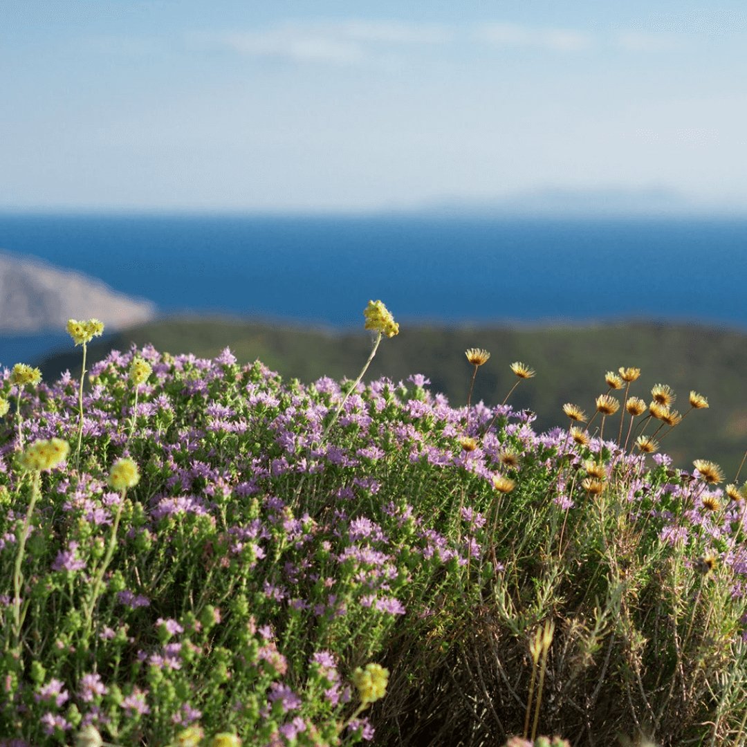 Greek Oregano | Organic Wild-Crafted from Ikaria Blue Zone — Most Antioxidant-Rich Herb on Earth, Physician-Studied & Whole Leaf