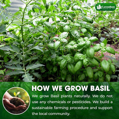Premium Dried Basil – 100% Pure, Non-GMO, Gluten-Free, Vegan – Aromatic Culinary Herb for Cooking, Garnish, and Seasoning