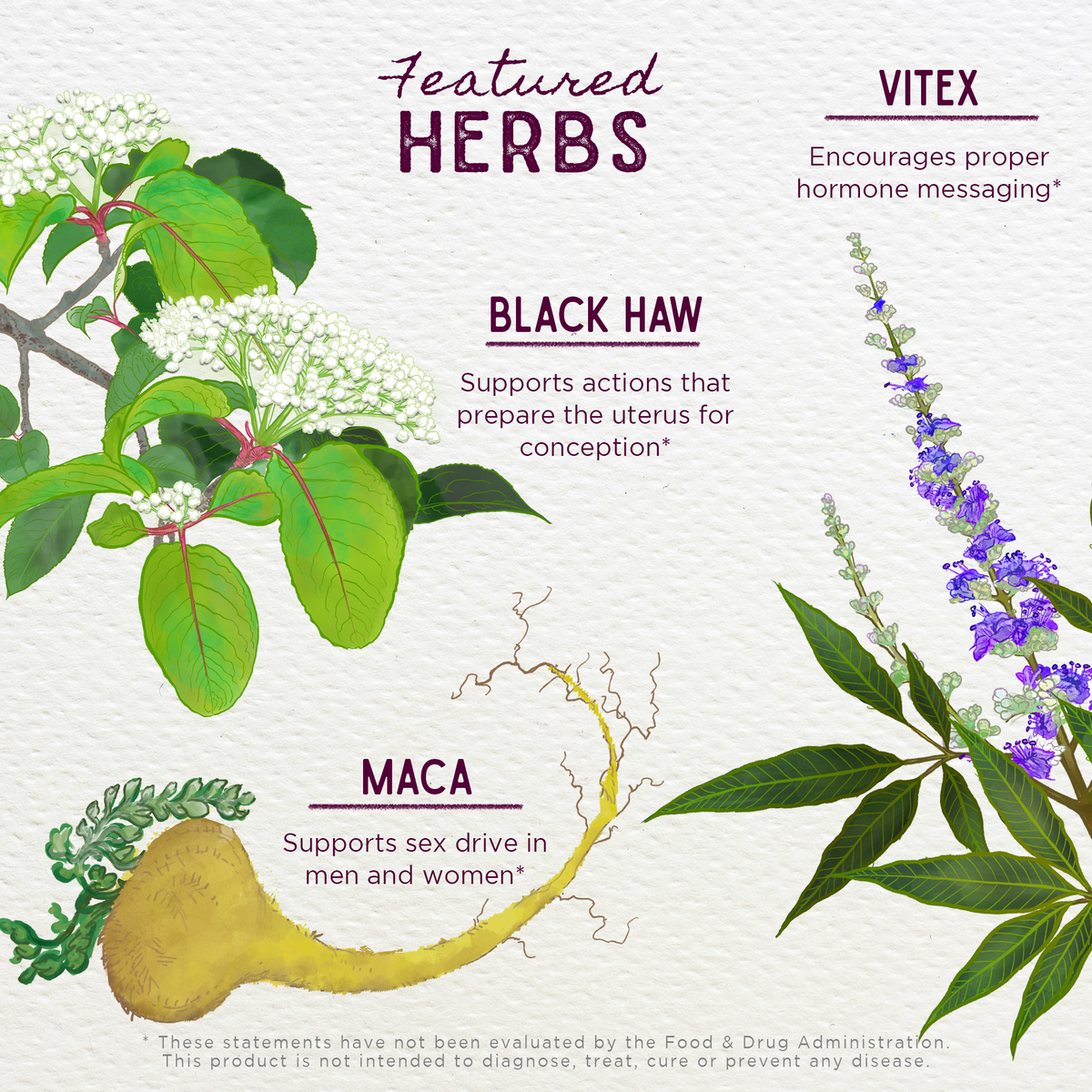 Fertility Prep, Conception Support | Herbal Tonic for Women
