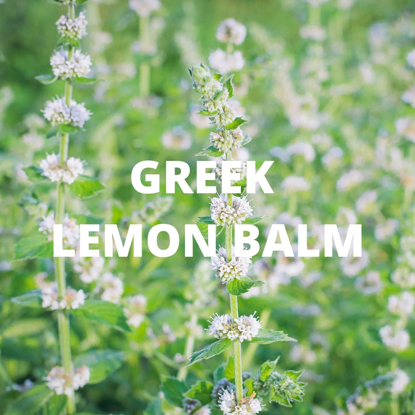 Calm Tea | Organic Whole Leaf Greek Herbal Blend with Lavender, Chamomile & Lemon Balm for Stress Relief & Relaxation — Caffeine-Free, Physician-Studied