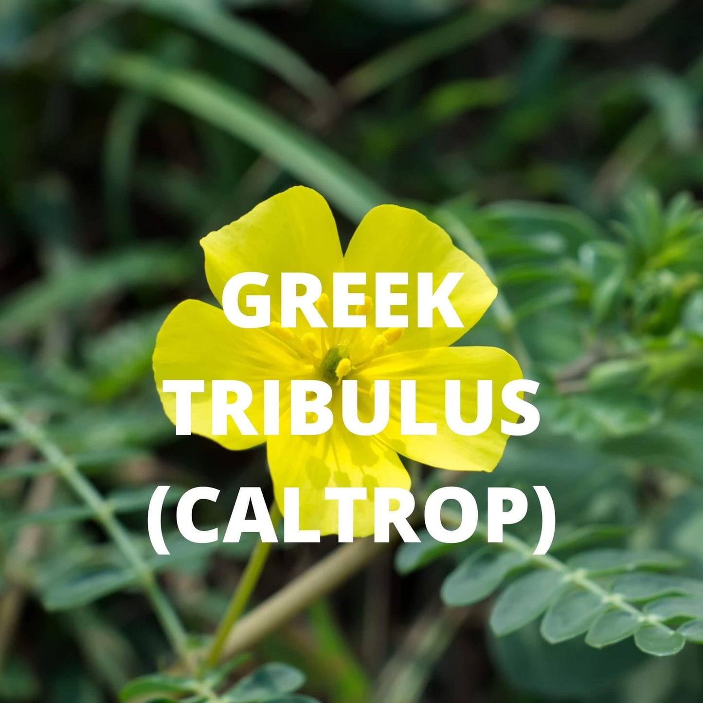 Crete Tea | Organic Whole Leaf Greek Tea with Dittany of Crete, Sage & Tribulus — Caffeine-Free, Rarest Herb in Greece