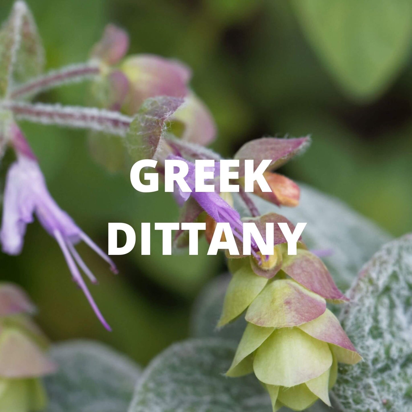 Crete Tea | Organic Whole Leaf Greek Tea with Dittany of Crete, Sage & Tribulus — Caffeine-Free, Rarest Herb in Greece