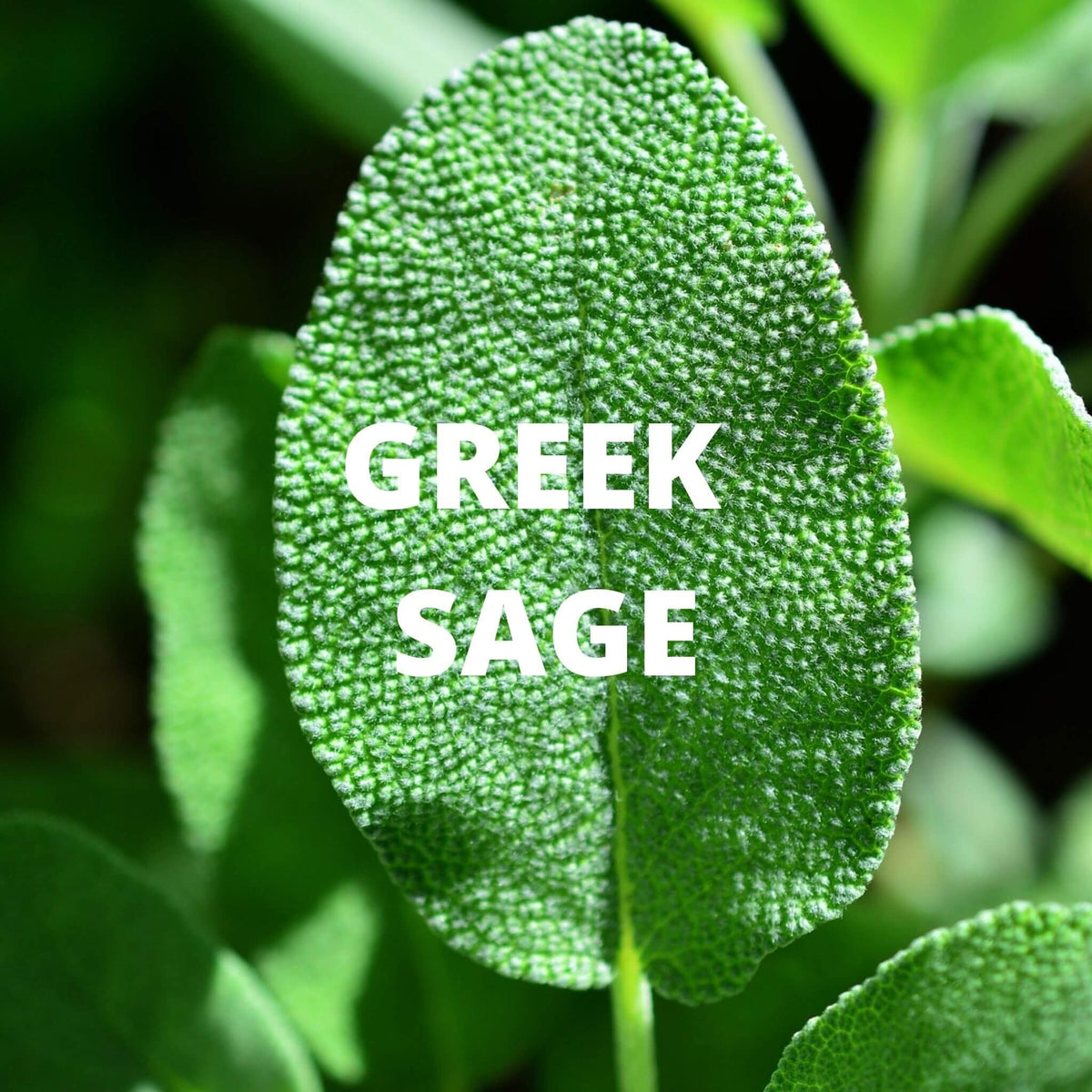 Crete Tea | Organic Whole Leaf Greek Tea with Dittany of Crete, Sage & Tribulus — Caffeine-Free, Rarest Herb in Greece