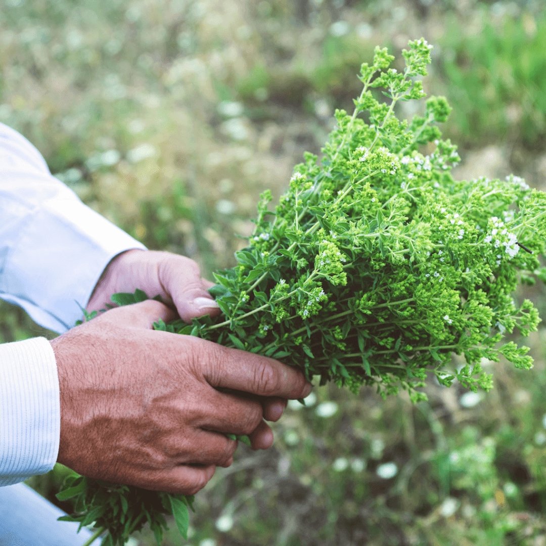 Greek Oregano | Organic Wild-Crafted from Ikaria Blue Zone — Most Antioxidant-Rich Herb on Earth, Physician-Studied & Whole Leaf