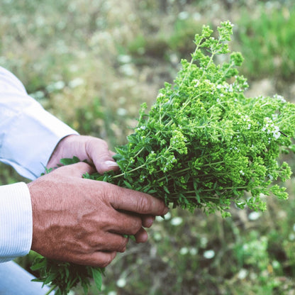 Greek Oregano | Organic Wild-Crafted from Ikaria Blue Zone — Most Antioxidant-Rich Herb on Earth, Physician-Studied & Whole Leaf