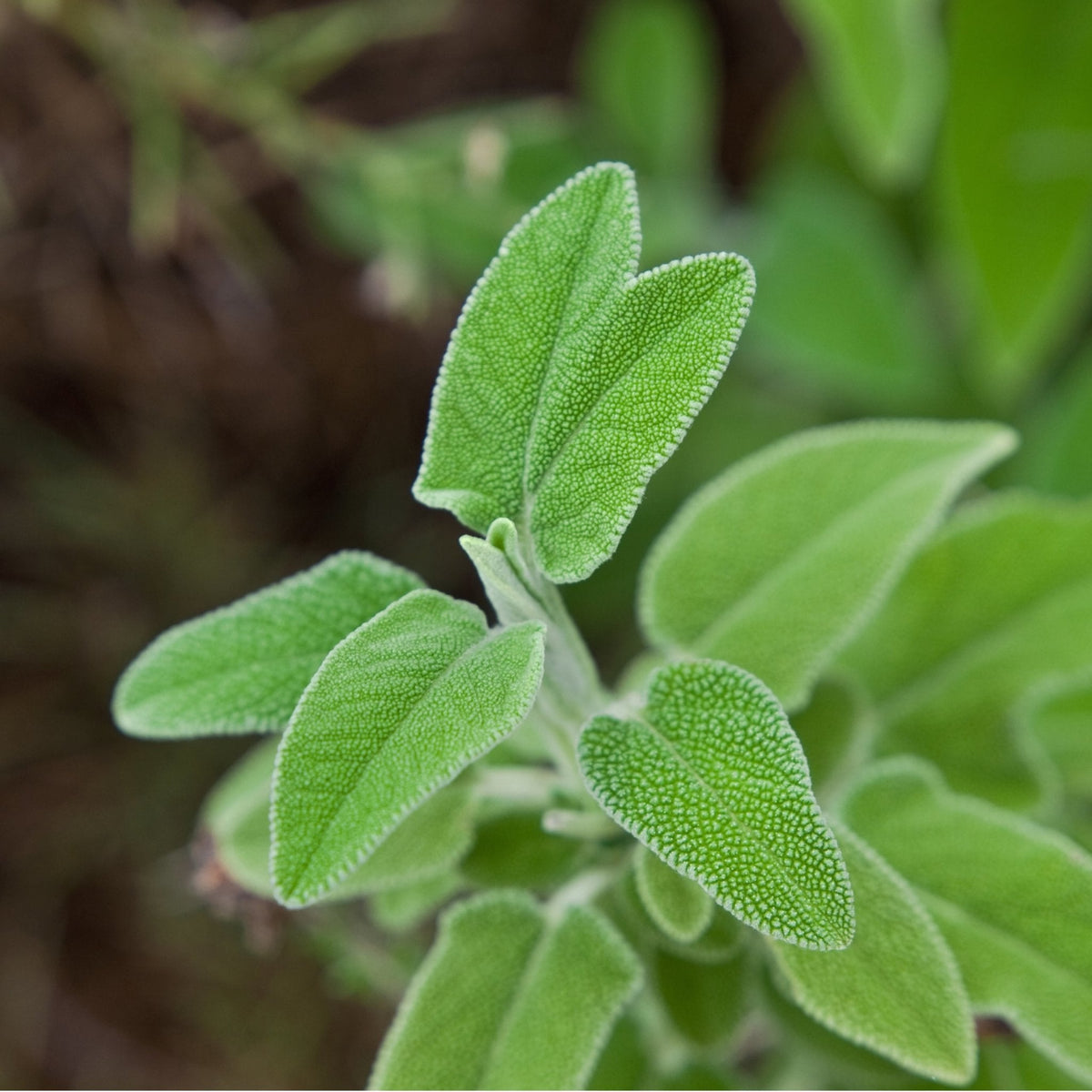 Greek Sage Tea | Organic Salvia Fruticosa from Ikaria Blue Zone Greece — Caffeine-Free, Physician-Studied Longevity Herb