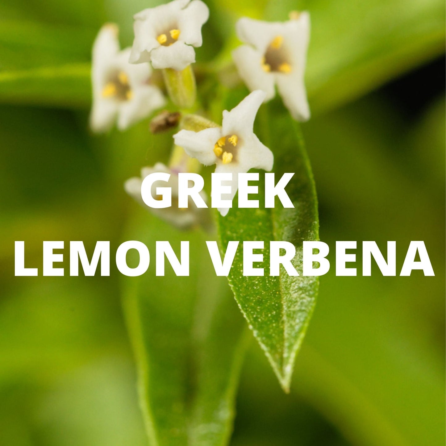 Immune Tea | Organic Whole Leaf Greek Mountain Tea with Sage & Lemon Verbena for Immune Support — Caffeine-Free, Physician-Studied