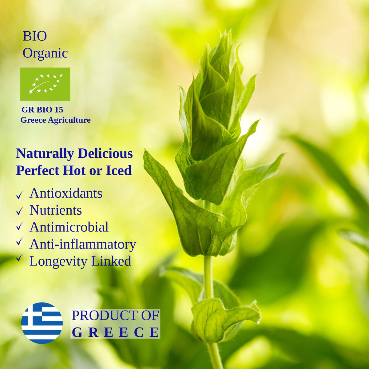 Mountain Tea | Organic Wild-Crafted Greek Sideritis from Mount Olympus — Highest Polyphenol Herbal Tea, Caffeine-Free & Physician-Studied