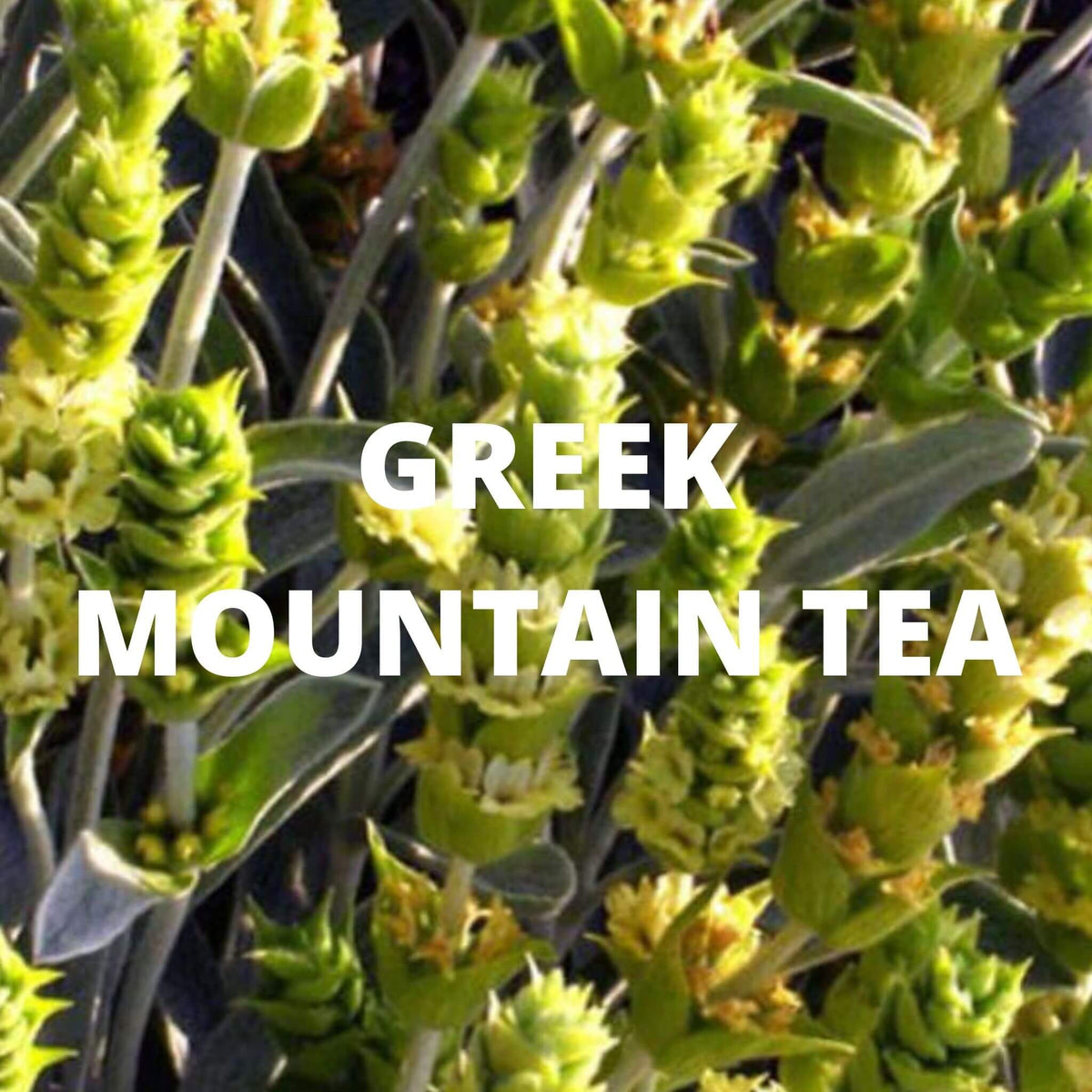 Santorini Tea | Organic Whole Leaf Greek Mountain Tea with Lavender & Chamomile — Caffeine-Free, Physician-Studied