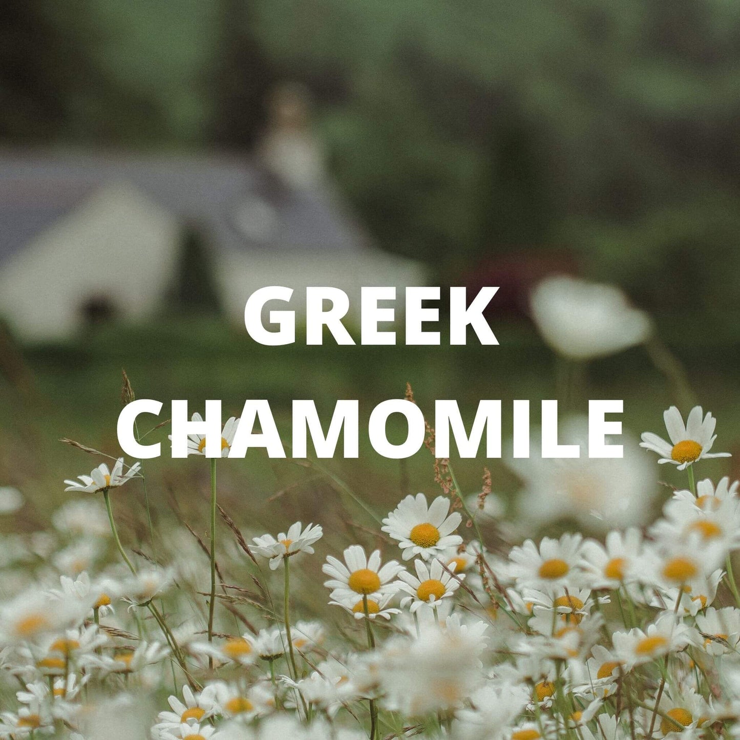 Santorini Tea | Organic Whole Leaf Greek Mountain Tea with Lavender & Chamomile — Caffeine-Free, Physician-Studied
