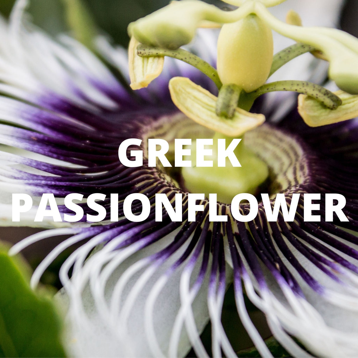 Sleep Tea | Organic Whole Leaf Greek Herbal Blend with Valerian Root, Chamomile & Passionflower for Deep, Restful Sleep — Caffeine-Free