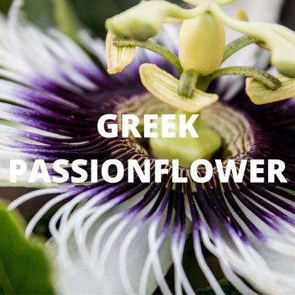Sleep Tea | Organic Whole Leaf Greek Herbal Blend with Valerian Root, Chamomile & Passionflower for Deep, Restful Sleep — Caffeine-Free