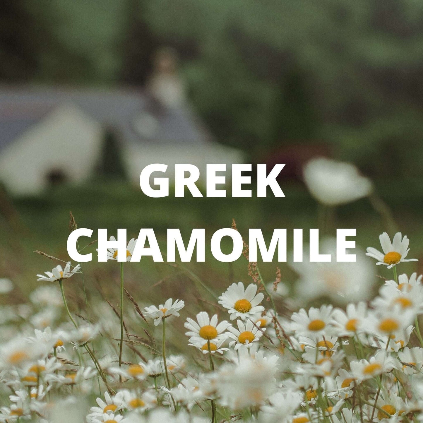 Sleep Tea | Organic Whole Leaf Greek Herbal Blend with Valerian Root, Chamomile & Passionflower for Deep, Restful Sleep — Caffeine-Free